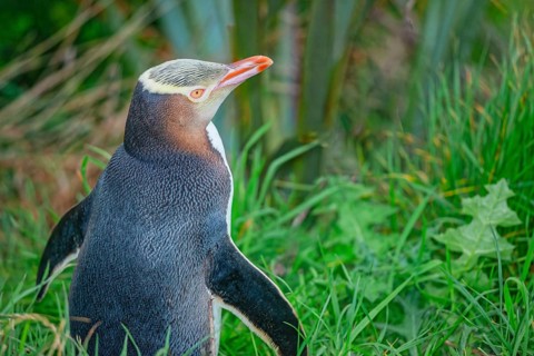 Yellow-eyed Penguin (Megadyptes antipodes), Otago Region, South Island, New Zealand, Oceania