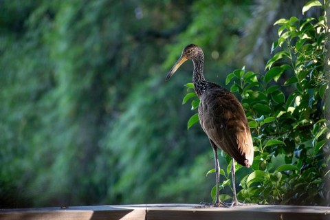 Wattled crane (Aramus guarauna) in the Reserva Ecologica Costanera Sur nature reserve, Buenos