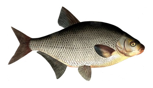 Fish, fishes, genus of carp fish, Cyprinus brama, the Bley or Brassem, the Bream, Historical,