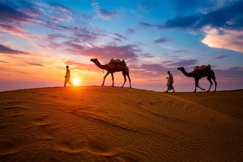 Indian cameleers camel drivers bedouin with camel silhouettes in sand dunes of Thar desert on