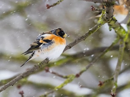 Brambling (Fringilla montifringilla), male adult bird sitting on a branch with its feathers fluffed