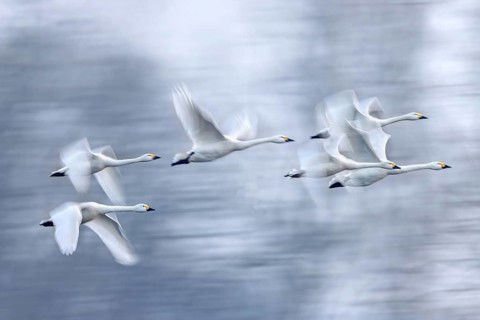 Bewick's swans, tundra swan (Cygnus bewickii) flock flying past trees in early morning mist in