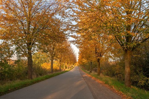 Autumnal avenue of lime trees (Tilia platyphyllo) s along a country road, Mecklenburg-Vorpommern,