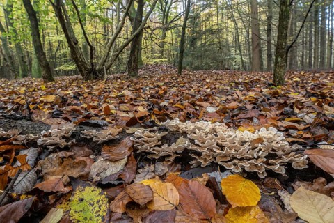 Oak layer fungus (Stereum gausapatum), Emsland, Lower Saxony, Germany, Europe