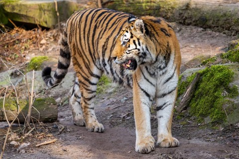 Siberian tiger (Panthera tigris tigris) walking in a forest, captive, incidence in Russia and