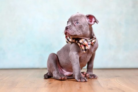 Cute healthy Chondrodysplasia free French Bulldog dog puppy with long nose and tail sitting in