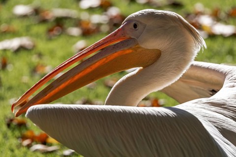 Pelican (Pelecanidae, Pelecanus), portrait, captive, Germany, Europe