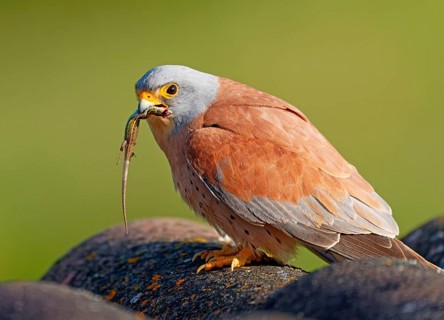 Male lesser kestrel (Falco naumanni) with prey, lizard, Psammodromus hispanicus, Extremadura,