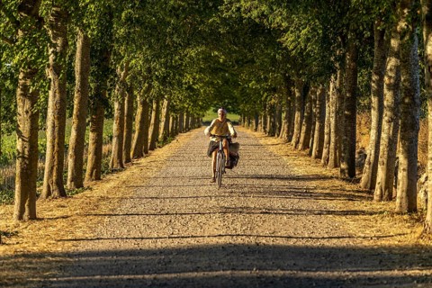 Bicycle on an avenue, Langeland Island, Denmark, Europe