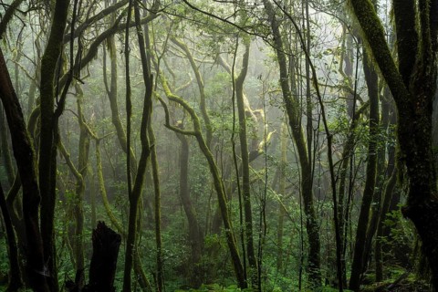 Laurel trees with mosses and lichens. Foggy weather. Garajonay National Park, La Gomera, Canary