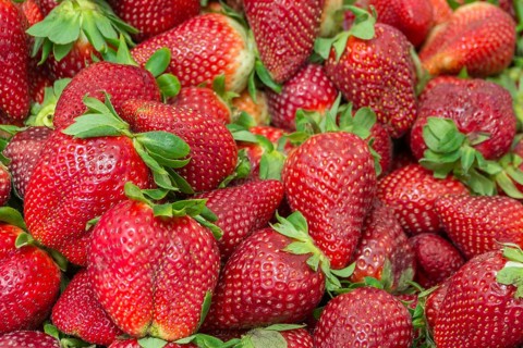 Fresh red strawberries with green leaves, lush and juicy, Majorca, Balearic Islands, Spain, Europe