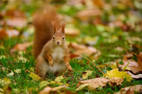 Eurasian squirrel (Sciurus vulgaris), sitting attentively in a meadow, with colourful autumn