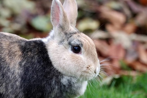 Rabbit (Oryctolagus cuniculus domesticus), animal, portrait, cute, colourful, close-up of a