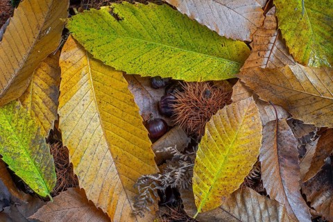 Sweet chestnut (Castanea sativa) close-up of fallen spiny cupules and yellow and brown leaves in