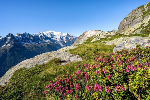 Mountain landscape with alpine roses, mountain panorama of the Mont Blanc massif with glaciated