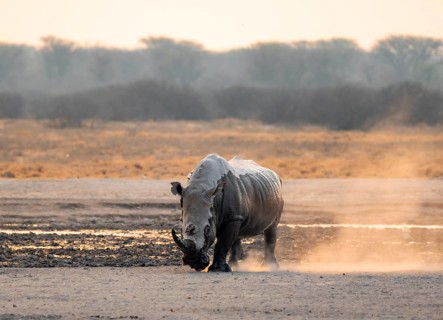 Southern white rhinoceros (Ceratotherium simum simum), rhino coming out of mud bath, stirring up