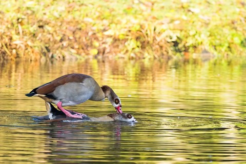 Two Nile Geese (Alopochen aegyptiacus) mating in the water of a pond surrounded by green foliage,