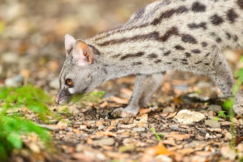 Common genet (Genetta genetta), wildlife in a forest, Montseny National Park, Catalonia, Spain,
