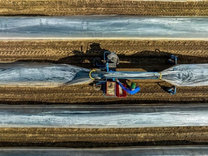 Wesel, North Rhine-Westphalia, Germany, Harvest workers from Eastern Europe harvest the first