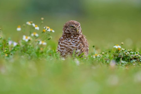 Burrowing owl (Speotyto cunicularia), sitting in a meadow and observing the surroundings, Pembroke