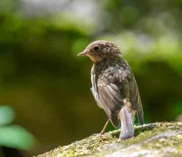 European robin (Erithacus rubecula), young bird standing on a mossy stone, Germany, Europe