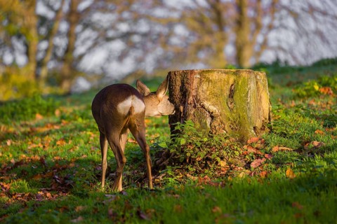 A female roe deer (Capreolus capreolus) sniffs a tree stump at sunrise