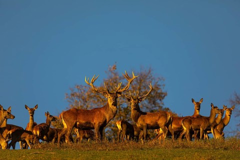 A herd of red deer (Cervus elaphus) standing on a meadow, with autumnal trees and blue sky behind