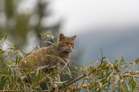 One European wildcat, Felis silvestris silvestris, sitting in a green weeping willow tree. Green