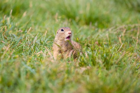 A European ground squirrel (Spermophilus citellus) or European souslik sits in green gras, looking