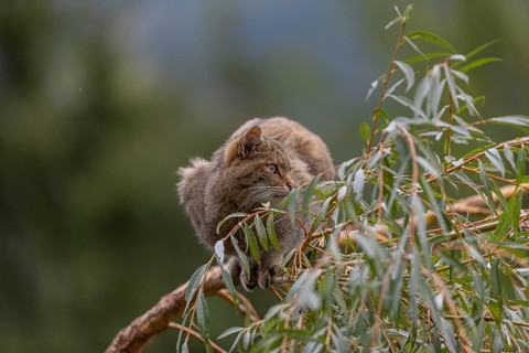 One European wildcat, Felis silvestris silvestris, sitting in a green weeping willow tree. Green