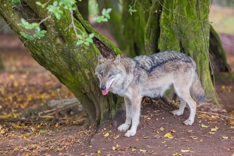 One adult male eurasian gray wolf (Canis lupus lupus) standing in front of an old split tree at a