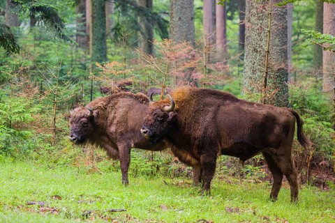 An adult male and female European bison (Bison bonasus) stand in a clearing in a dense forest