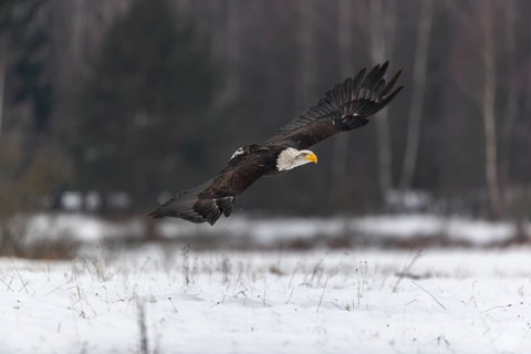 One Bald Eagle, Haliaeetus leucocephalus, flying over a snowy meadow with a birch tree forest in