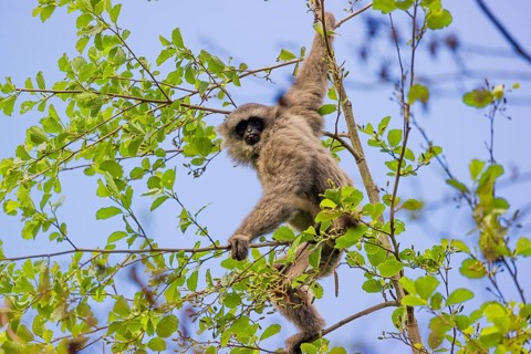 A White-handed gibbon, Hylobates lar, climbs in a tree