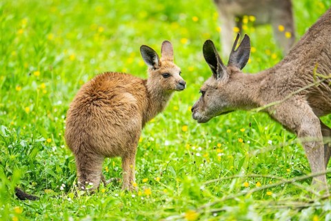 Eastern grey kangaroo (Macropus giganteus) on a meadow, Bavaria, Germany, Europe