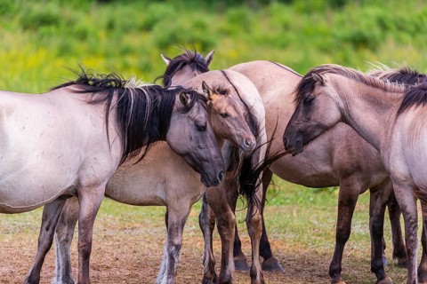 A herd of tarpans (Equus ferus) stands in a clearing in the Masuria tarpan horse reserve, belonging
