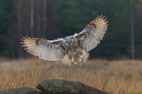 One Siberian Eagle Owl (Bubo bubo sibiricus) landing on a rock between tall reed grass lakeshore on
