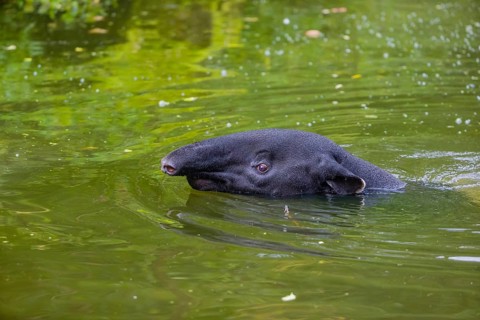 A Malayan tapir (Acrocodia indica) swims in a river