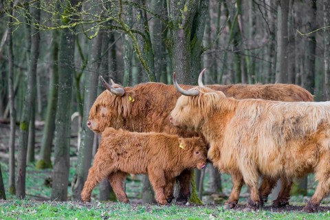 A family of Highlands (Bos (primigenius), a bull, a cow and a calf stand at a forest edge