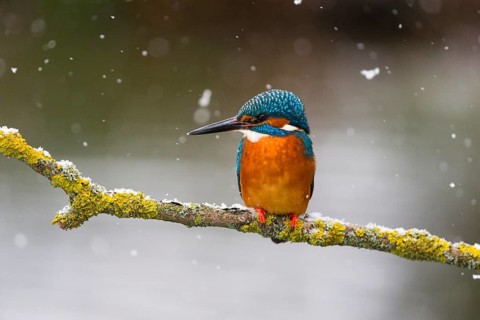 Kingfisher (Alcedo attis), adult male, perched on a branch, in the wintertime, surrounded by