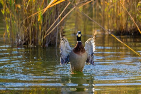 A male mallard or wild duck (Anas platyrhynchos) bathes in a pond, flapping its wings