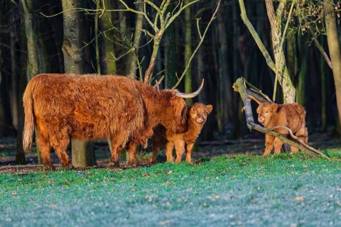One Highland cow (Bos (primigenius) taurus) and two calves stand at a forest edge. The cow licks