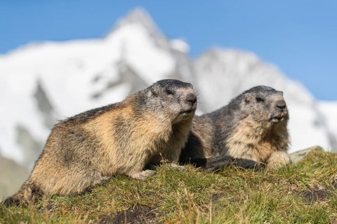 Two adult Alpine Marmot, Marmota marmota, standing on green grass. Side view portrait. Clear blue