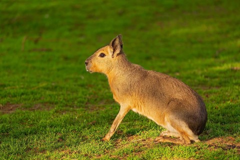 One Patagonian mara (Dolichotis patagonum) stands on a meadow in early morning light