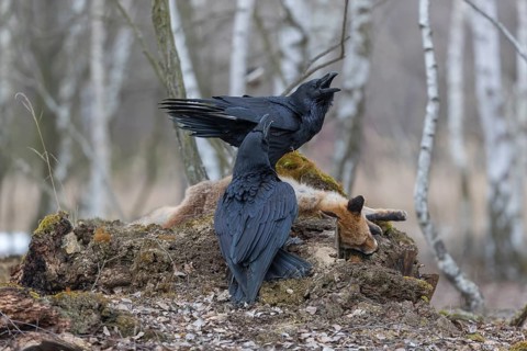 Two common raven (Corvus corax), fighting and feeding on the carcass of a red fox lying on stones