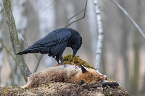 One common raven (Corvus corax), feeding on the carcass of a red fox lying on stones in a forest of