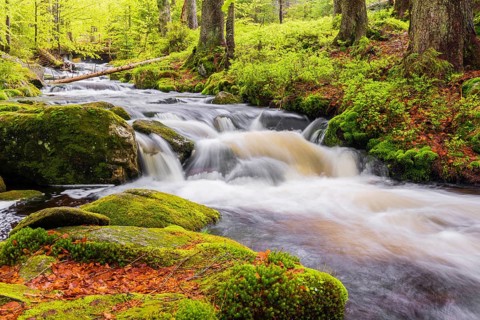Kleine Ohe creek below Waldhaeuser village in the Bavarian Forest Nationalpark. Flowing water,