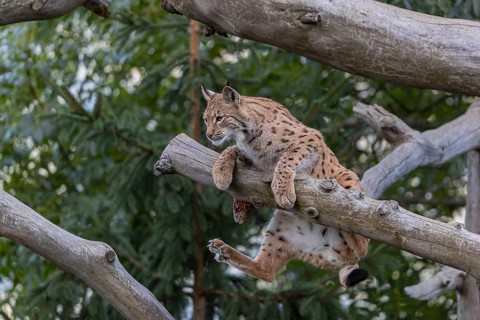 One Eurasian lynx, (Lynx lynx), climbing on a fallen tree, trying to keep the balance. Green