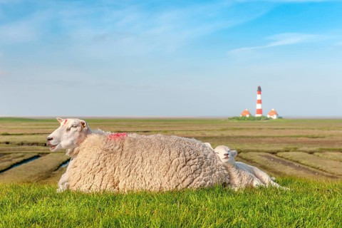 A sheep and a white lamb lie contentedly on a dyke by the North Sea, with the Westerheversand