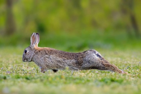 European rabbit, common rabbit (Oryctolagus cuniculus) stretching limbs in grassland in spring